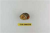 藏品(灰白陸寄居蟹)的圖片